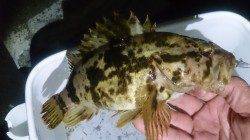 ライトロッドで25cmのタケノコメバルにキビレで満足の釣果