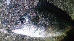 ライトロッドで25cmのタケノコメバルにキビレで満足の釣果