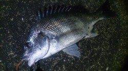 淀川河口〜大阪港でチニング、ボトムワインドでキビレ3連発