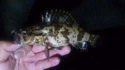 淀川河口〜大阪港でチニング、ボトムワインドでキビレ3連発