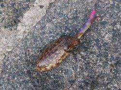 宮尾　エギングでコウイカの釣果　サビキで小アジも確認