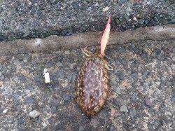 宮尾　エギングでコウイカの釣果　サビキで小アジも確認