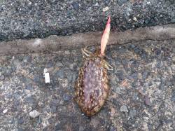 宮尾　エギングでコウイカの釣果　サビキで小…