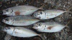 日高川河口ウキ釣りでアジ〜ポツポツアタリありました