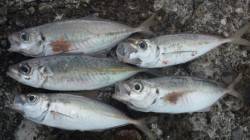 日高川河口ウキ釣りでアジ〜ポツポツアタリあ…