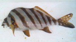 南塩谷　フカセ釣りでタカノハダイがヒット