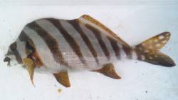 南塩谷　フカセ釣りでタカノハダイがヒット