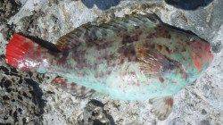 見老津の磯フカセ釣果〜イガミ・サンノジ・タカノハ・ミギマキ