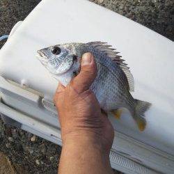 高砂埋立地周辺エビ撒き釣り〜少ないアタリをきっちり捕りハネ&キビレ