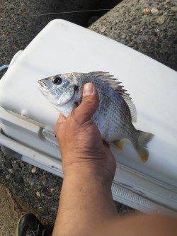 高砂埋立地周辺エビ撒き釣り〜少ないアタリをきっちり捕りハネ&キビレ