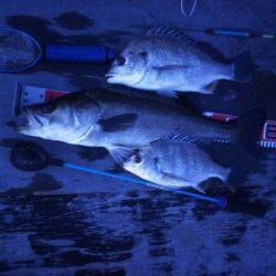 高砂埋立地周辺エビ撒き釣り〜少ないアタリをきっちり捕りハネ&キビレ