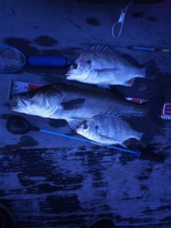 高砂埋立地周辺エビ撒き釣り〜少ないアタリを…