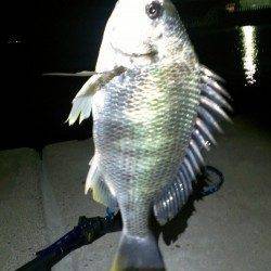 高砂港メバリング〜メバル・タケノコメバルのほかキビレの釣果も