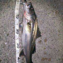 日が沈むとバチがウヨウヨとボイル多発〜55cmシーバスをキャッチ