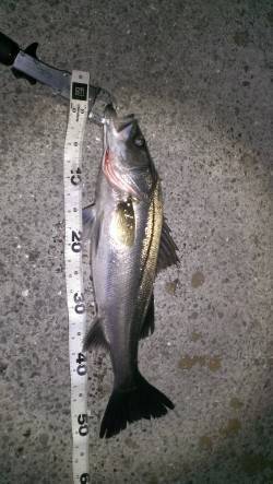 日が沈むとバチがウヨウヨとボイル多発〜55…