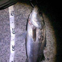 岸和田　強風の中でのシーバスゲーム