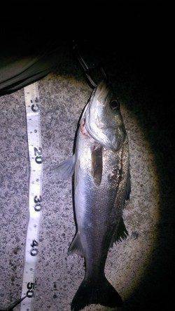 岸和田　強風の中でのシーバスゲーム