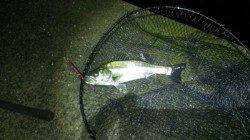 岸和田　雨上がりのシーバス狙い