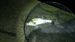 岸和田　雨上がりのシーバス狙い