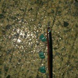 岸和田　雨上がりのシーバス狙い