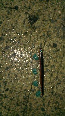 岸和田　雨上がりのシーバス狙い