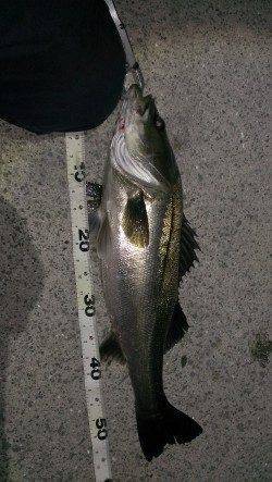 岸和田でシーバス〜ぷりぷりの58センチをネットイン