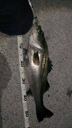 岸和田でシーバス〜ぷりぷりの58センチをネ…