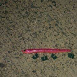 岸和田でシーバス〜ぷりぷりの58センチをネットイン