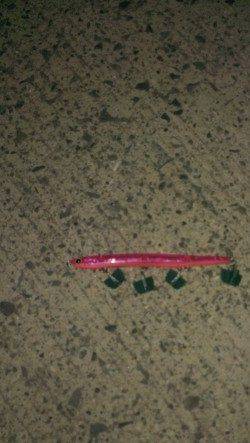 岸和田でシーバス〜ぷりぷりの58センチをネットイン