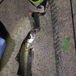 岸和田のシーバス釣果〜着水直後にヒット＆キャッチ