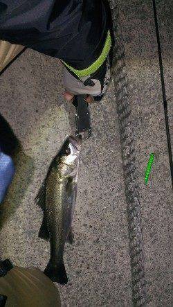 岸和田のシーバス釣果〜着水直後にヒット＆キャッチ