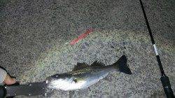 岸和田のシーバス釣果〜着水直後にヒット＆キャッチ