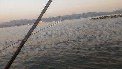 田ノ浦漁港エギングで新子サイズのいアオリイカ