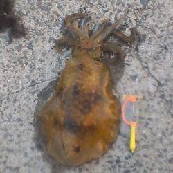 田ノ浦漁港のエギングでアオリイカ1120g！