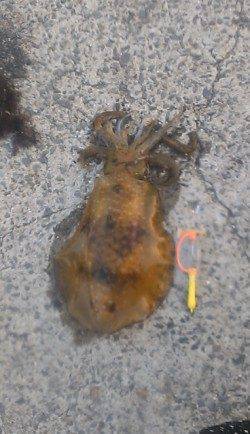 田ノ浦漁港のエギングでアオリイカ1120g！