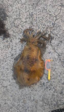 田ノ浦漁港のエギングでアオリイカ1120g…