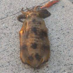 日高町エギングでのアオリ釣果、シモリ周りにいました