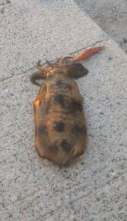 日高町エギングでのアオリ釣果、シモリ周りにいました