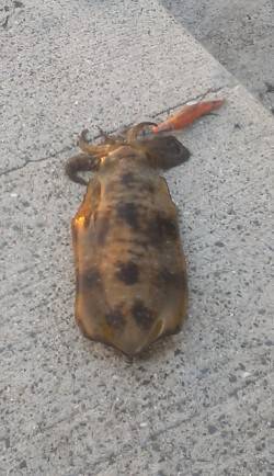 日高町エギングでのアオリ釣果、シモリ周りに…