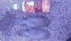 田ノ浦漁港エギングで新子サイズのいアオリイカ