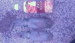 田ノ浦漁港エギングで新子サイズのいアオリイ…