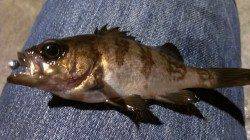 須磨メバリング、常夜灯の際狙いでメバル・ガシラ