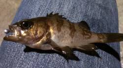 須磨メバリング、常夜灯の際狙いでメバル・ガ…