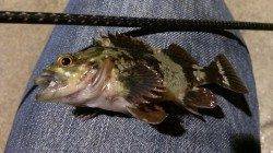 須磨メバリング、常夜灯の際狙いでメバル・ガシラ