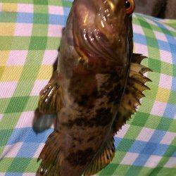 シーバス釣行後のメバリング残業〜タケノコメバルとたくさんの豆メバル