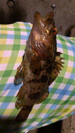 シーバス釣行後のメバリング残業〜タケノコメバルとたくさんの豆メバル