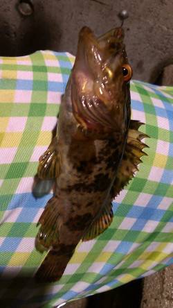 シーバス釣行後のメバリング残業〜タケノコメ…