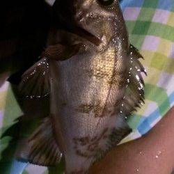 シーバス釣行後のメバリング残業〜タケノコメバルとたくさんの豆メバル