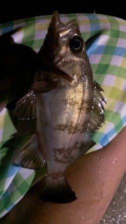 シーバス釣行後のメバリング残業〜タケノコメバルとたくさんの豆メバル