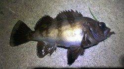 須磨～長田間へメバリング、楽しい釣りになりました♪